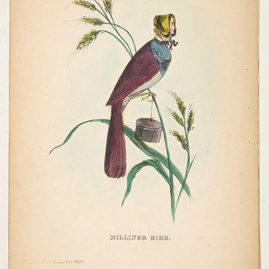 Milliner Bird (Minnie Doyle), from The Comic Natural History of the Human Race