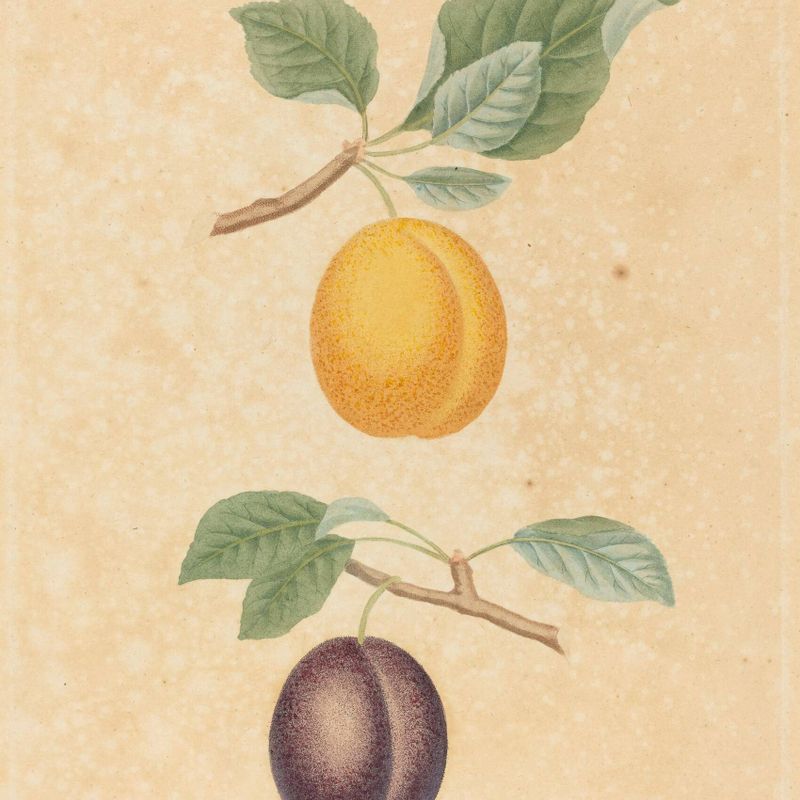 Two Plums