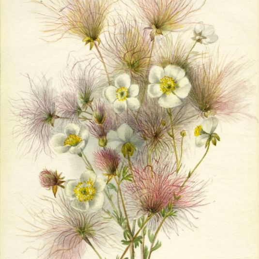 Apache Plume (Fallugia paradoxa)
