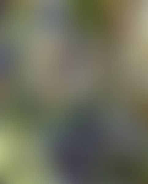 Object Image