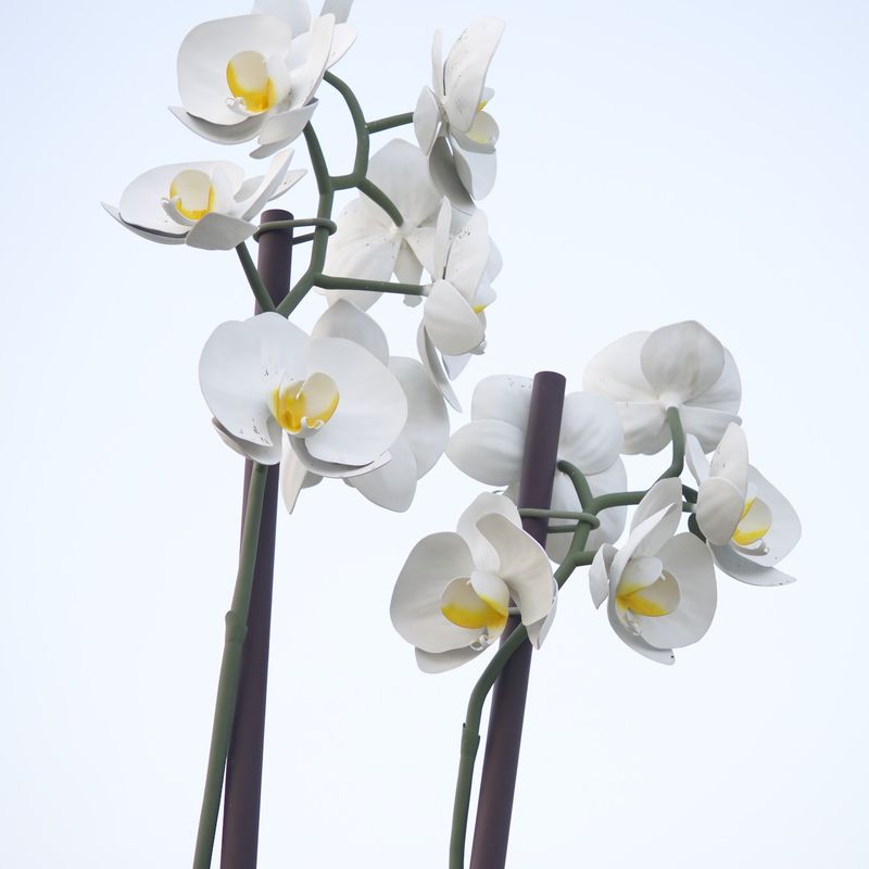 Two Orchids