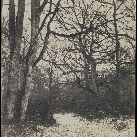 [Fontainebleau Forest]