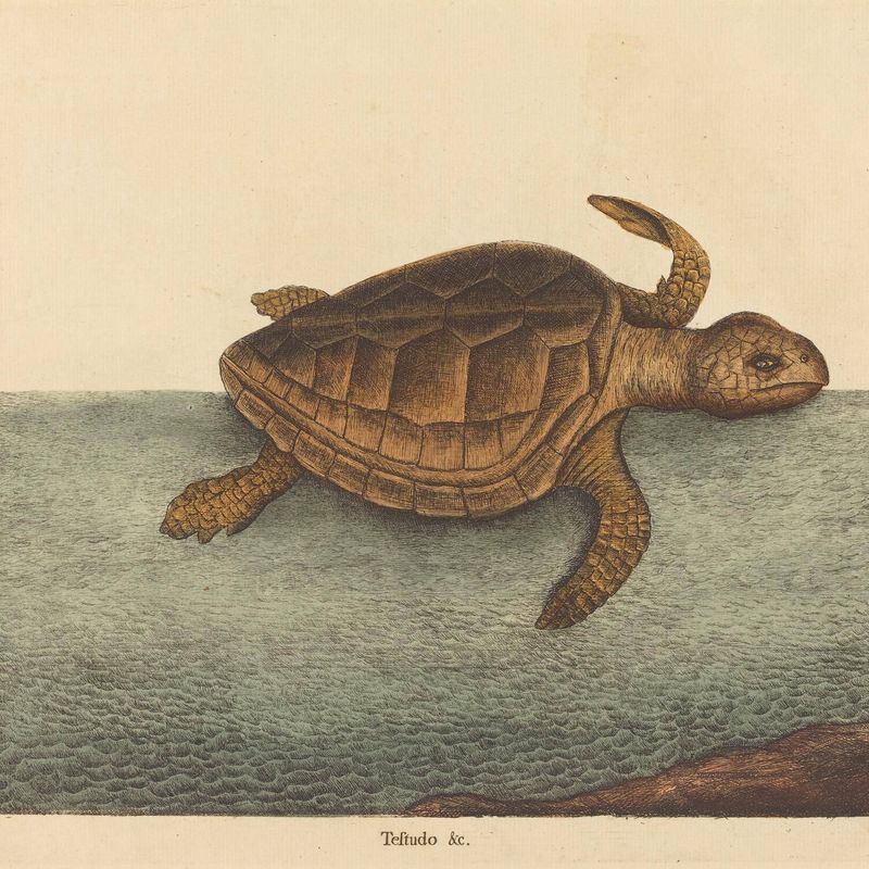 The Logger-head Turtle (Testudo Cavanna)