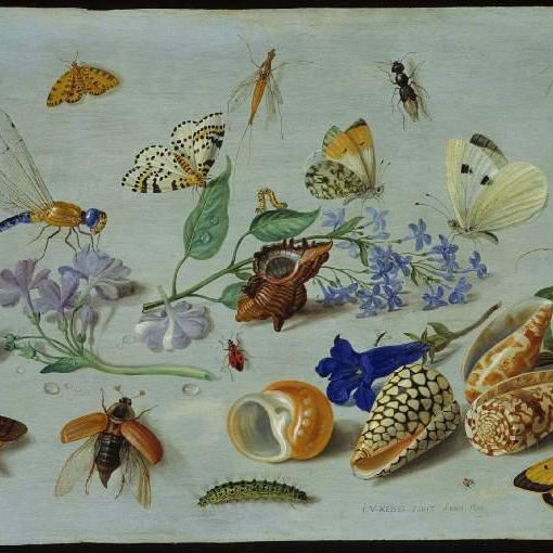 Butterflies and other insects