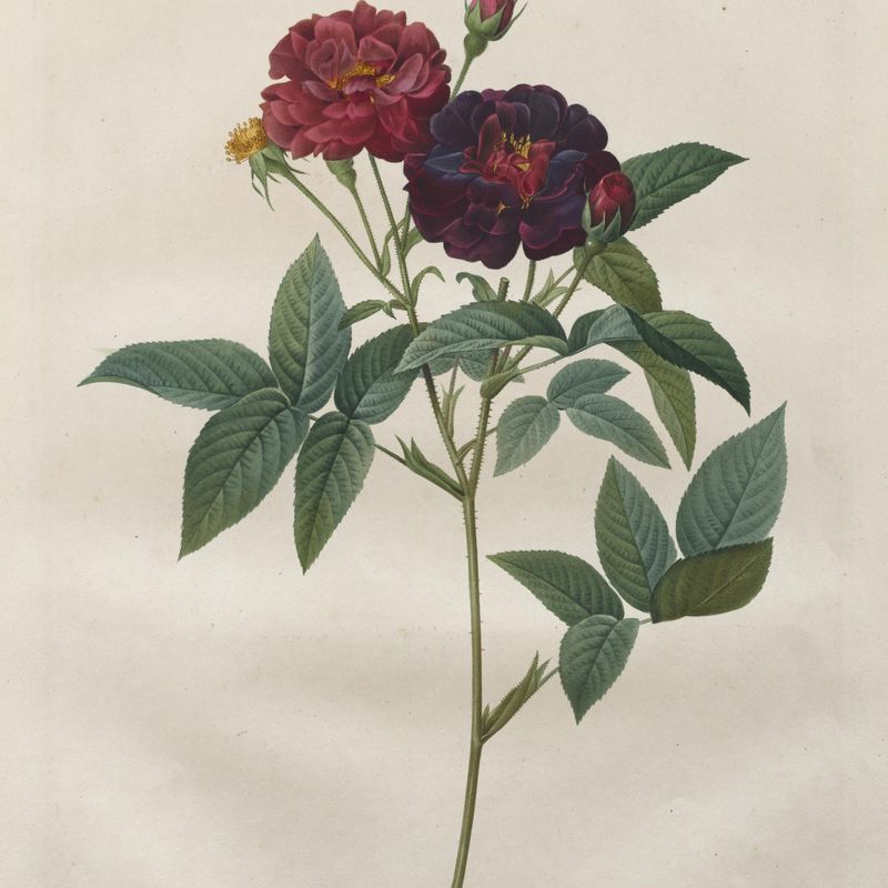 The Roses:  Rosa Gallica Purpurea Velutina Parva