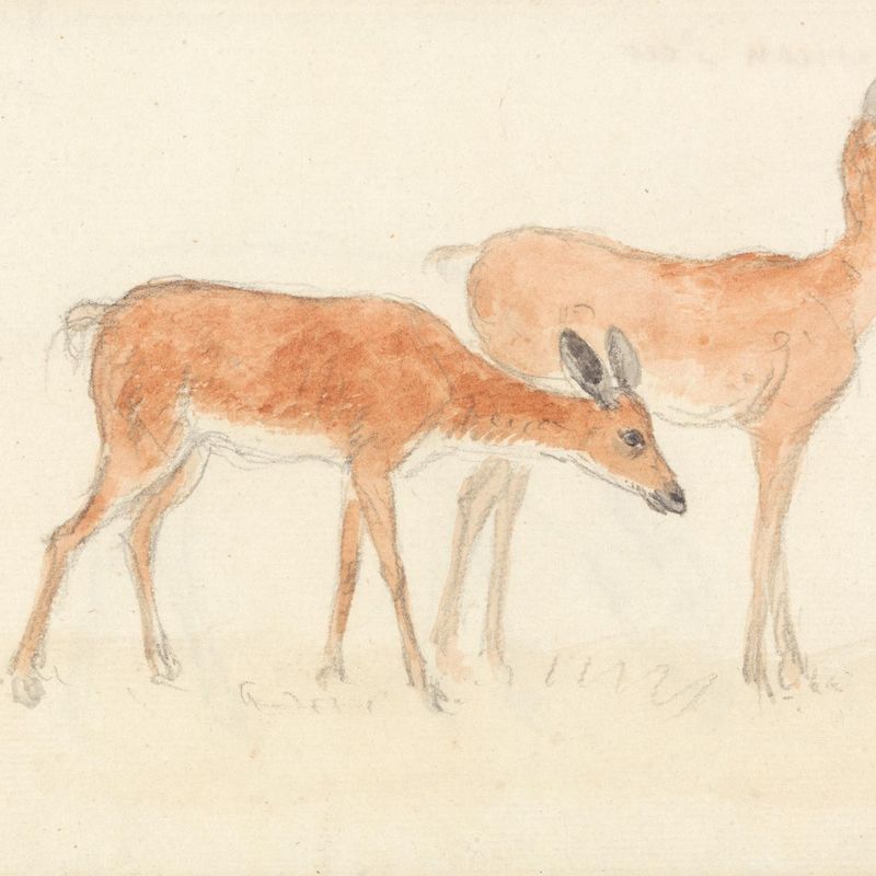 American Deer