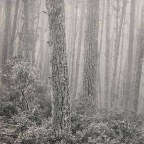 Del Monte Forest