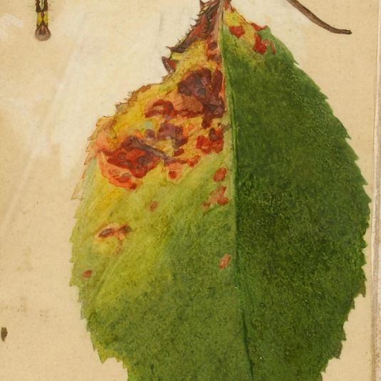 Crumpled and Withered Leaf Edge Mimicking Caterpillar, study for book Concealing Coloration in the Animal Kingdom