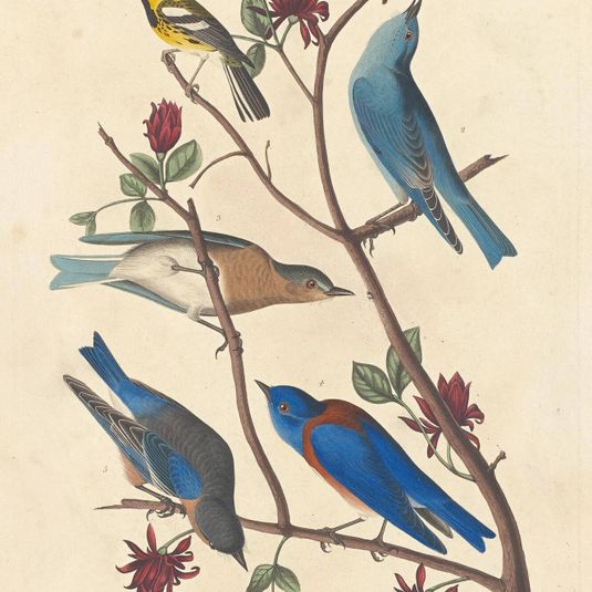 Townsend's Warbler, Arctic Blue Bird and Western Blue Bird