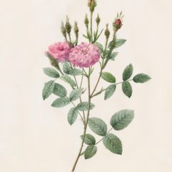 Henry Joseph Redouté