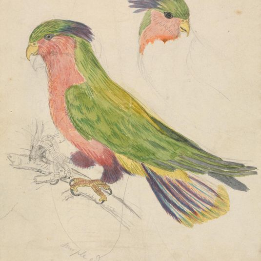 A Cockatoo