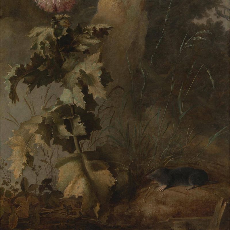 An Egyptian Poppy and a Water Mole
