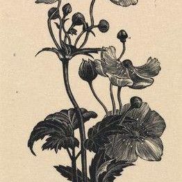 Japanese Anemone