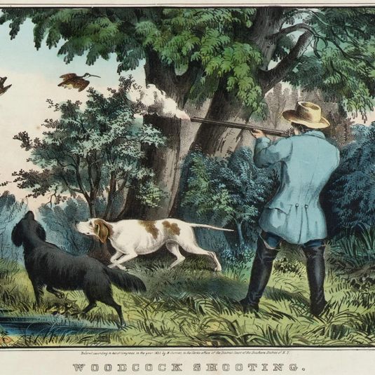 Woodcock Shooting