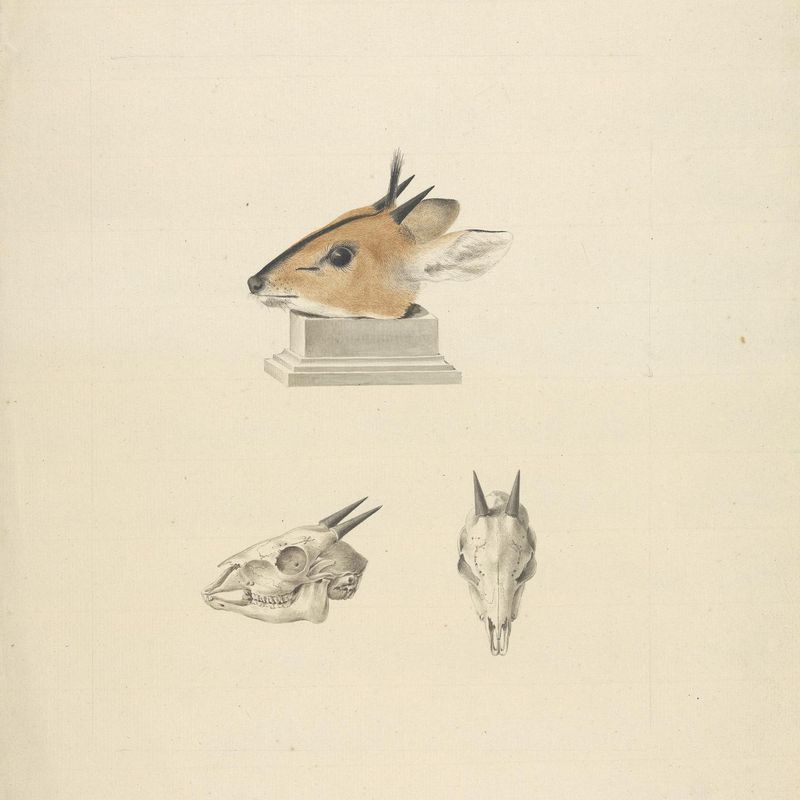 Unidentified Madoqua (Dik-dik): study of head and skull