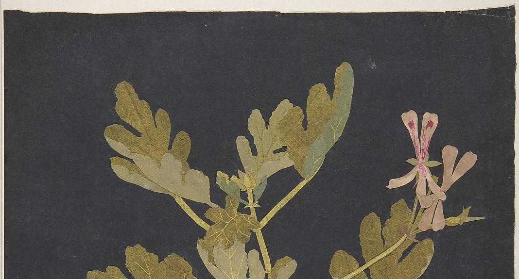 Botanical Study