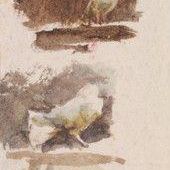 Doves