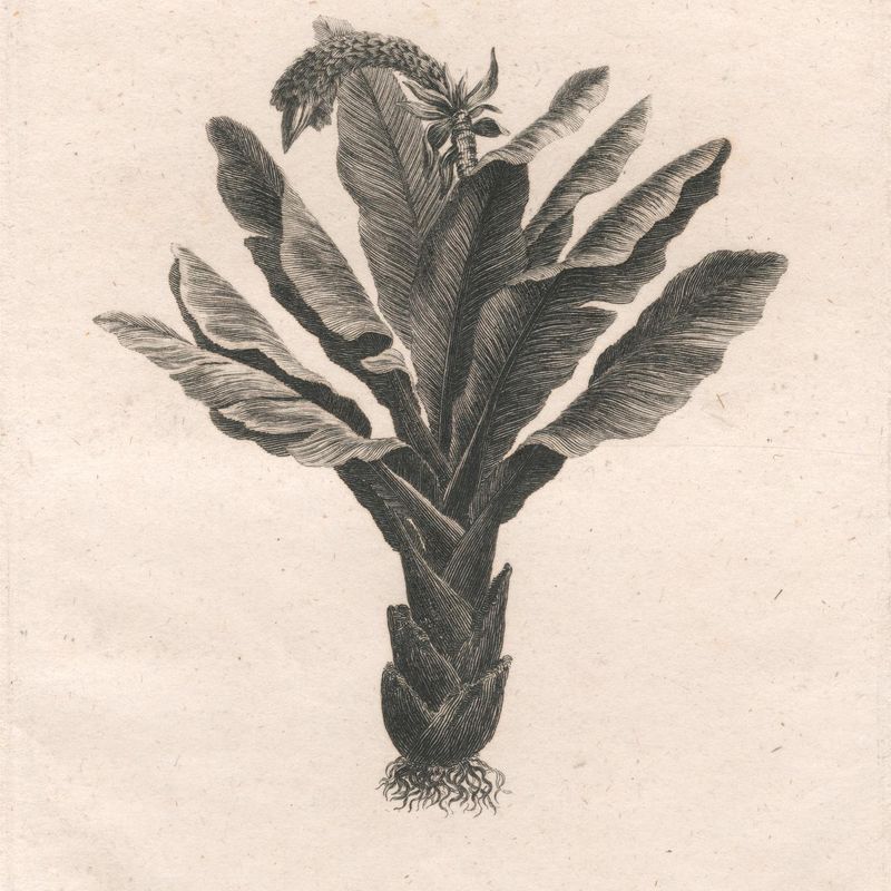 Ensete