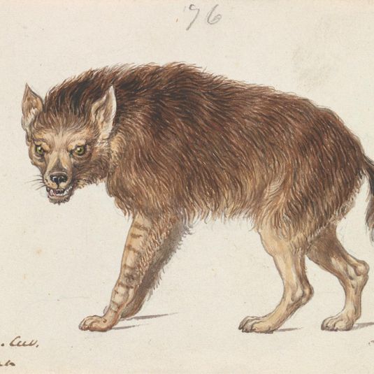 The Brown Hyena