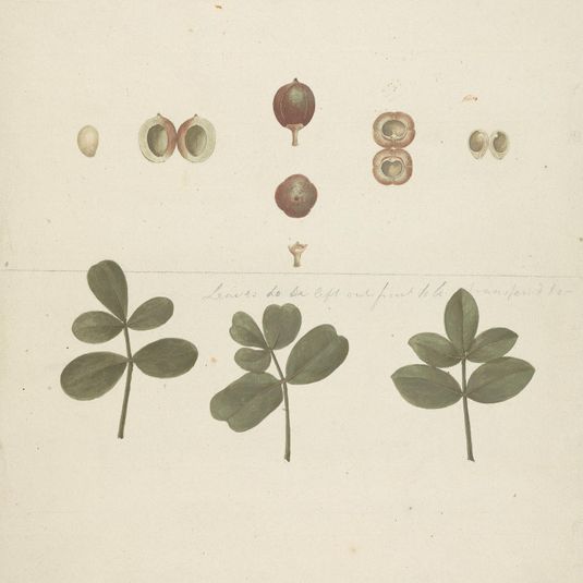 Commiphora gileadensis (L.) C. Chr. (Balm of Gilead, Opobalsam): finished drawing of fruit, dissected fruits, and leaves