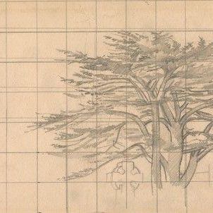 Study of a Cedar Tree