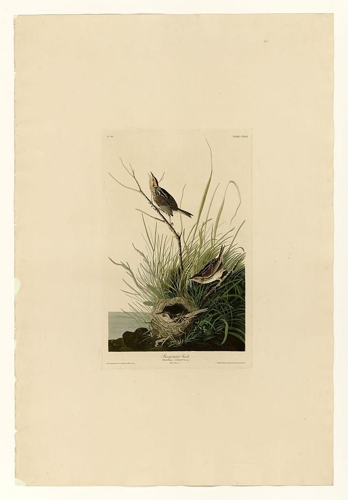 Object Image