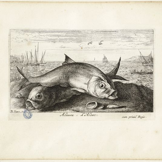 Diverses espèces de poissons de mer, deuxième partie, L'alose (Robert-Dumesnil 433, Bartsch 19)