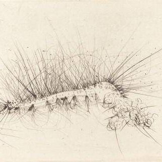 Great Caterpillar (Grosse Raupe)