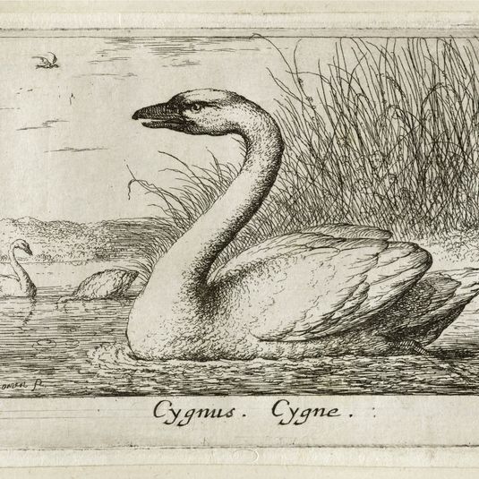 Différents oiseaux, Le cygne (Robert-Dumesnil 394, Bartsch 72)
