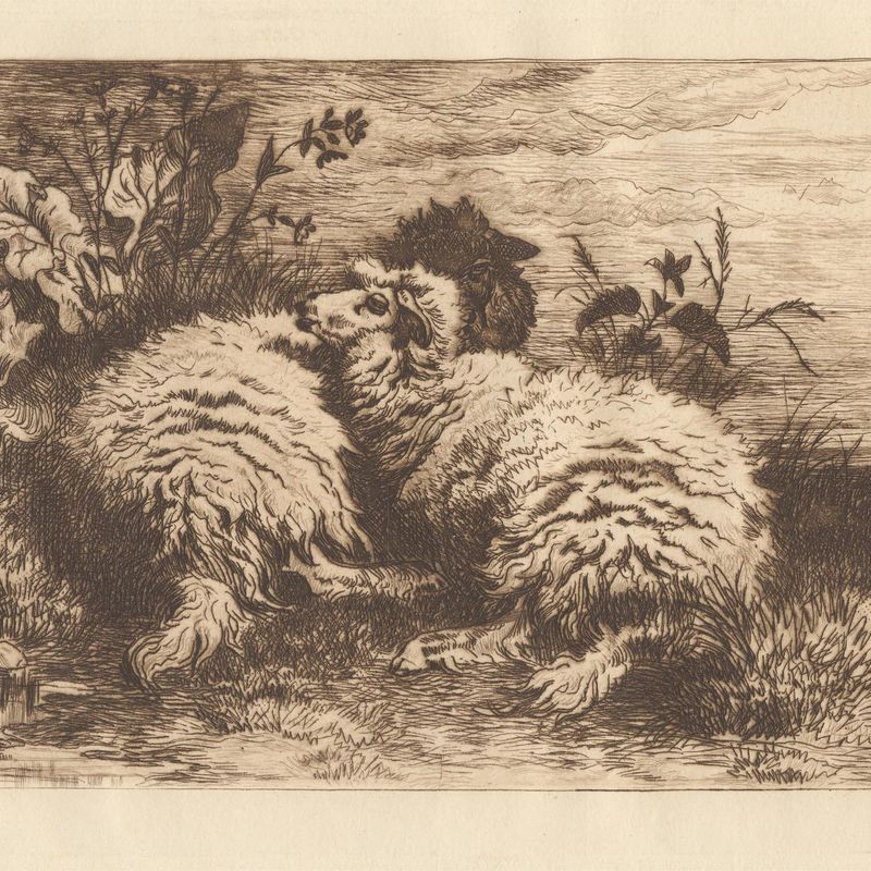 Sheep