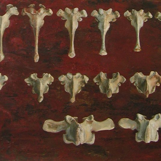 Vertebrae