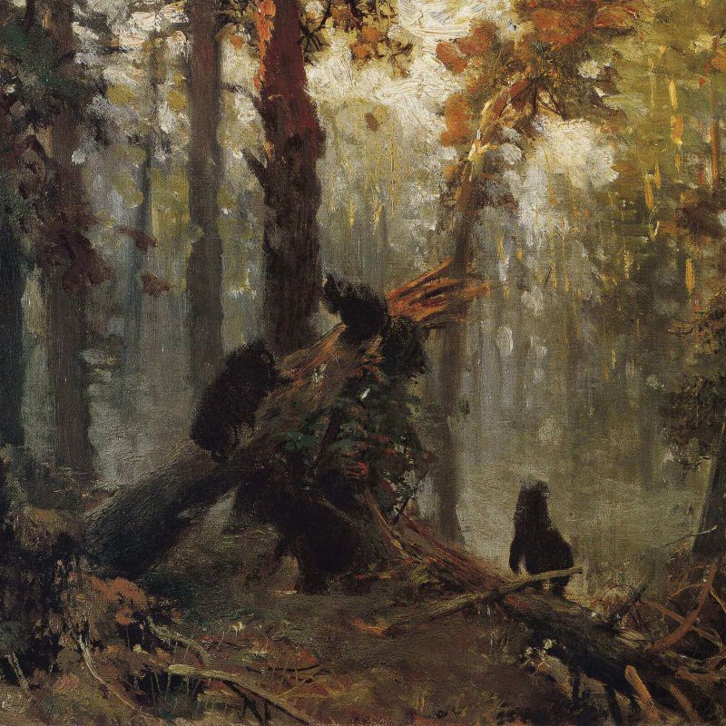 Morning in a Pine Forest. Sketch