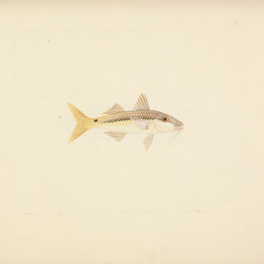Unidentified Fish