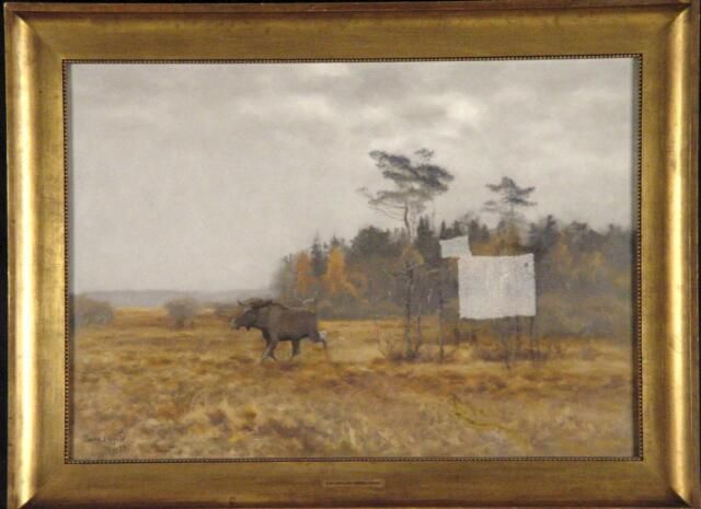 Eland wisselend over een moeras in Zweden