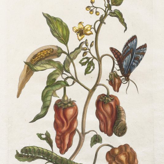 Histoire générale des insects de Suriname et de l'Eouope:  Vol I, No. 55 - Poivre d'inde