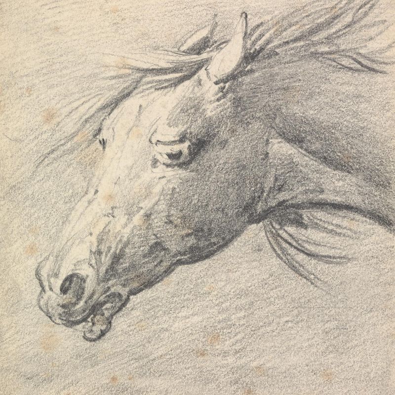Head and Neck of a Horse, Profile Left