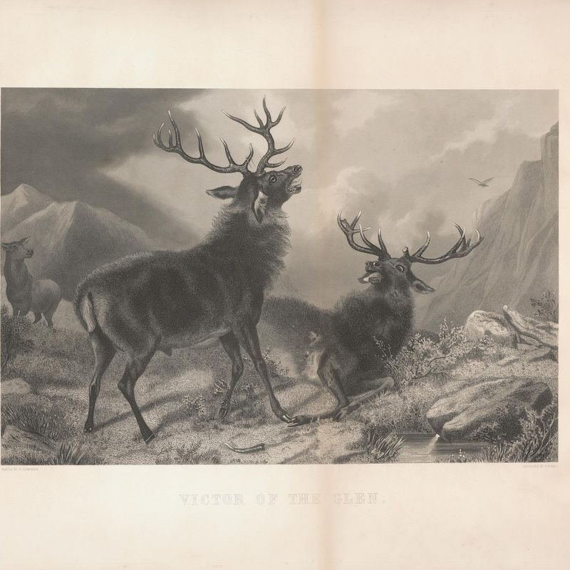Victor of the Glen