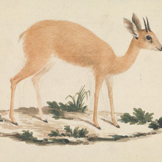 Madoqua (Dik-dik)