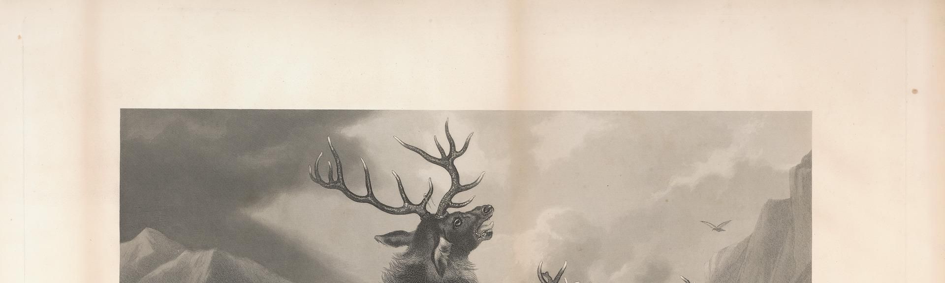 Victor of the Glen