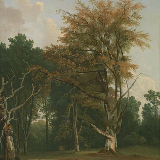 Trees in a Woodland Glade