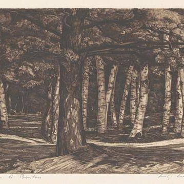 Pine in the Birches