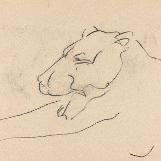 Reclining Lioness