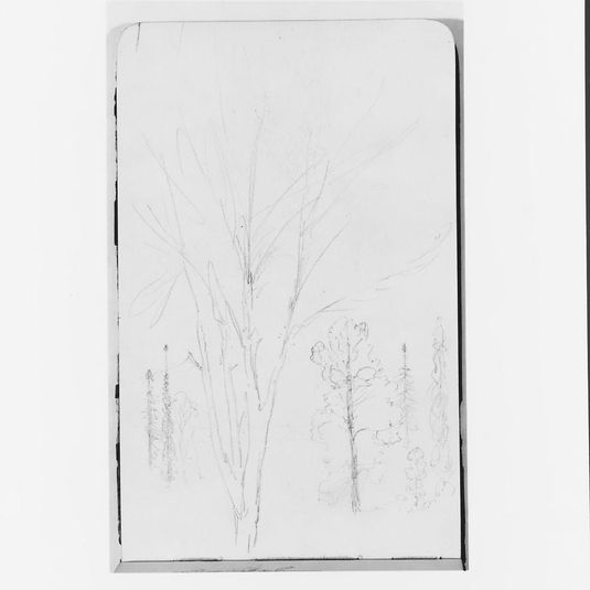 Sketches of Trees (from Sketchbook)