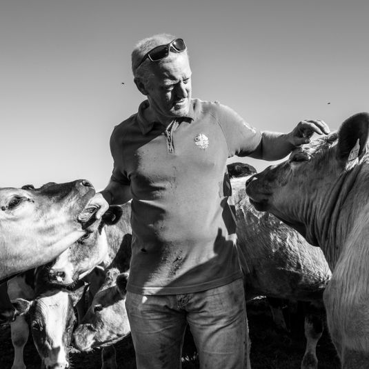 "Beef Cattle Farmer Paul Williams"
