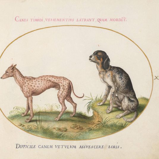 Animalia Qvadrvpedia et Reptilia (Terra): Plate XXXVI