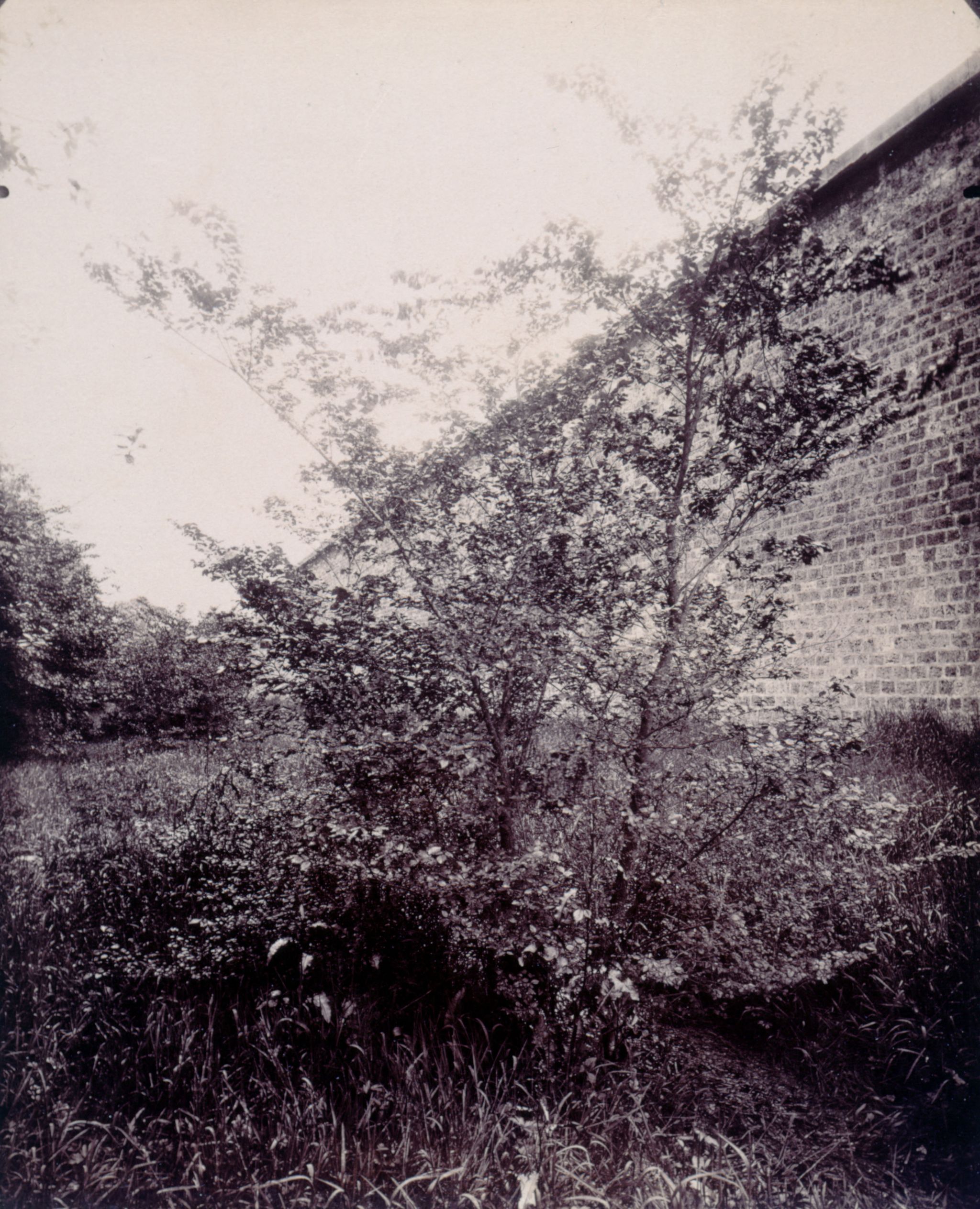 Object Image