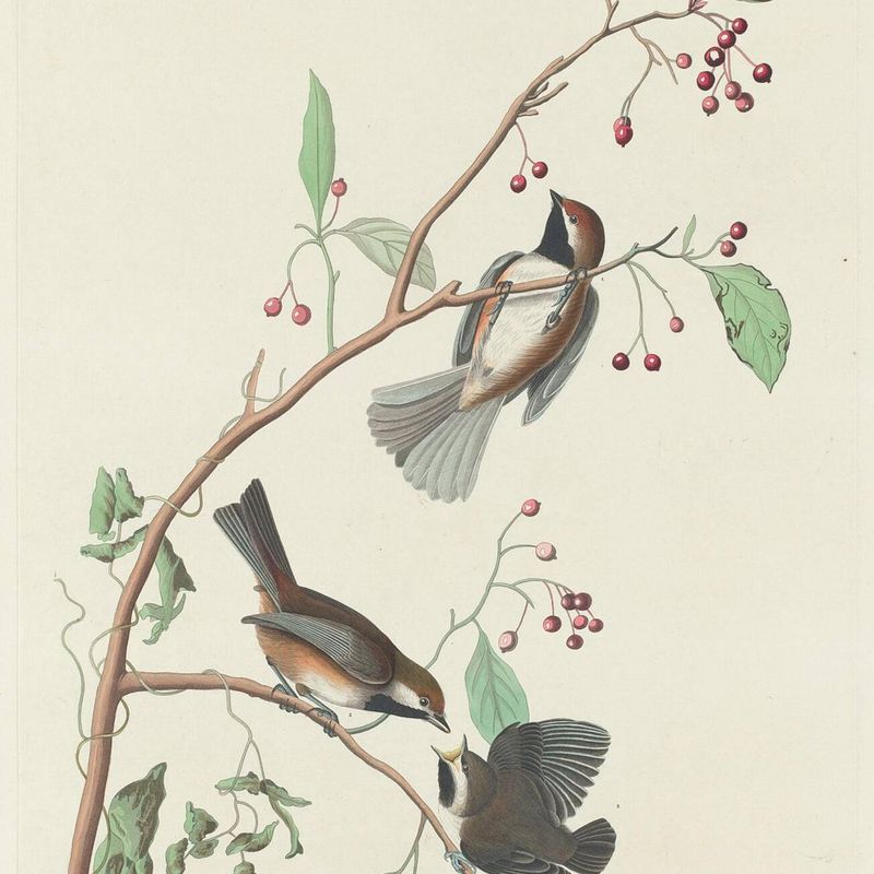 Canadian Titmouse