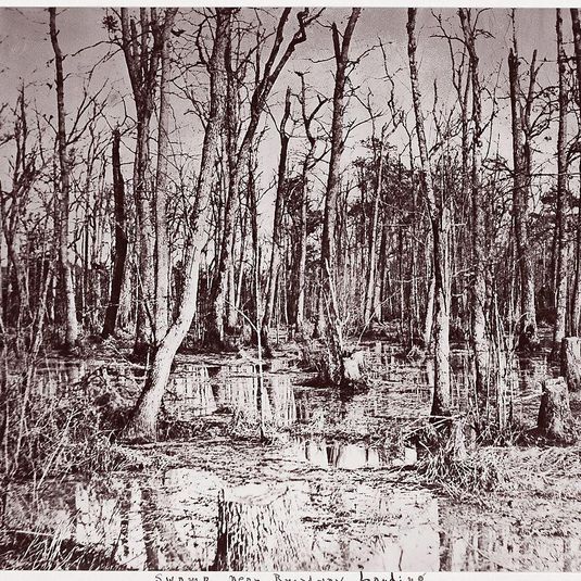 Swamp near Broadway Landing, Appomattox River