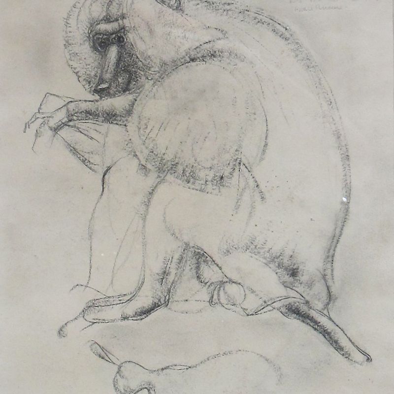 Baboon