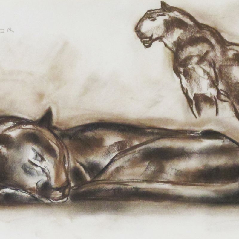 Felis Concolor with Tiger